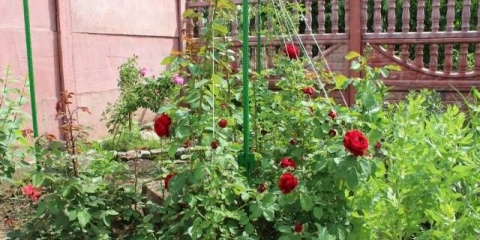 Orezivanje ruža penjačica za zimu